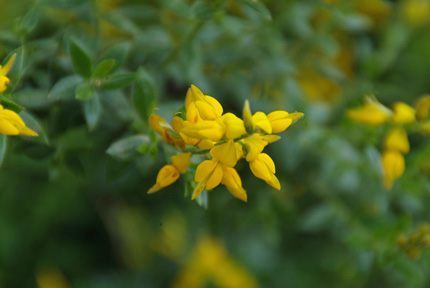 Bloemen en planten in de Eifel
